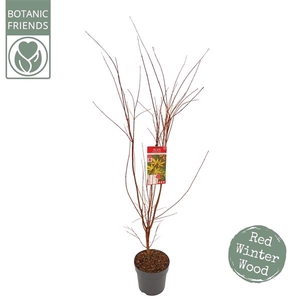 Acer palm. 'Sangokaku'