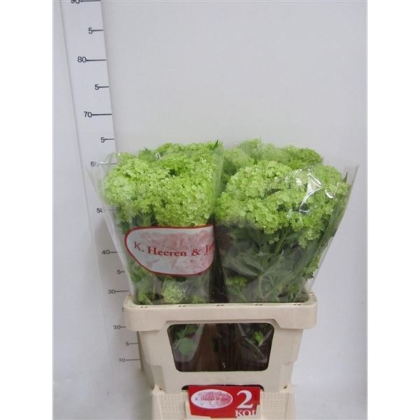 <h4>Viburnum opulus 'Roseum'</h4>