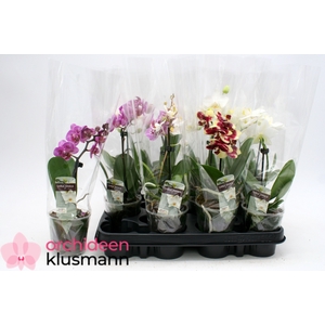 PHAL GEM