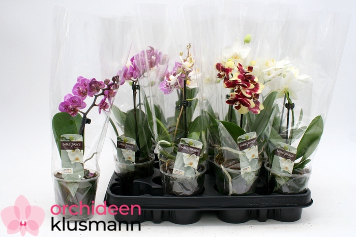 <h4>PHAL GEM</h4>
