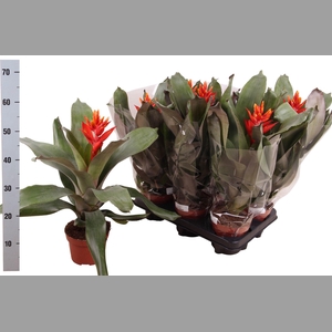 AECH PE ELEGANT FLAM