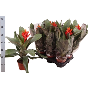 AECH PE ELEGANT FLAM