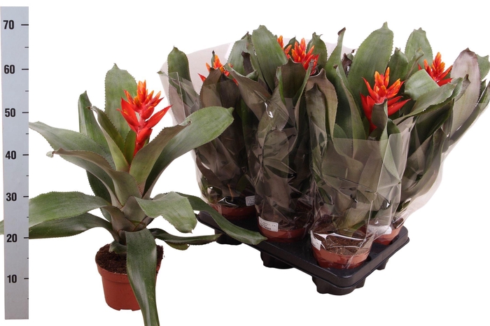 <h4>AECH PE ELEGANT FLAM</h4>