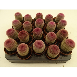 CACTUS OV