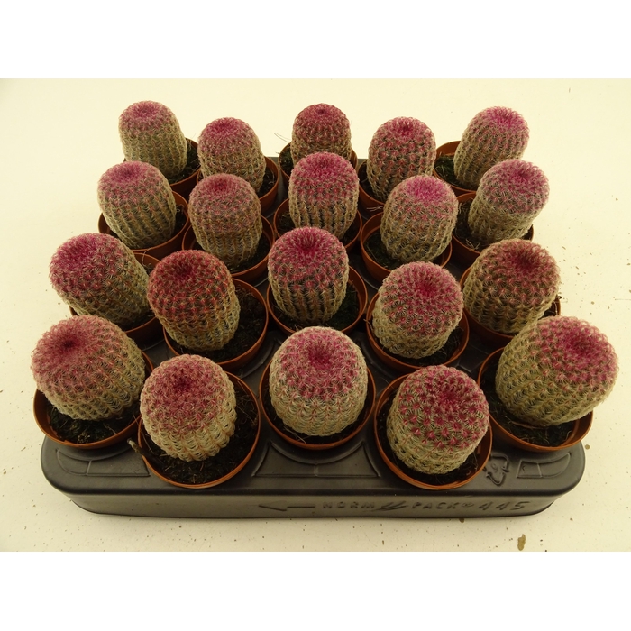 <h4>CACTUS OV</h4>