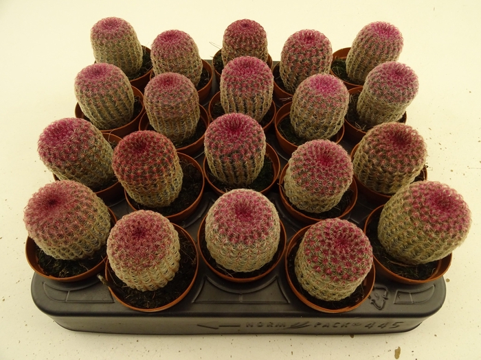 CACTUS OV