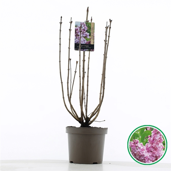 <h4>Syringa vulgaris 'Mme Antoine Buchner' C7.5 (26cm.)</h4>