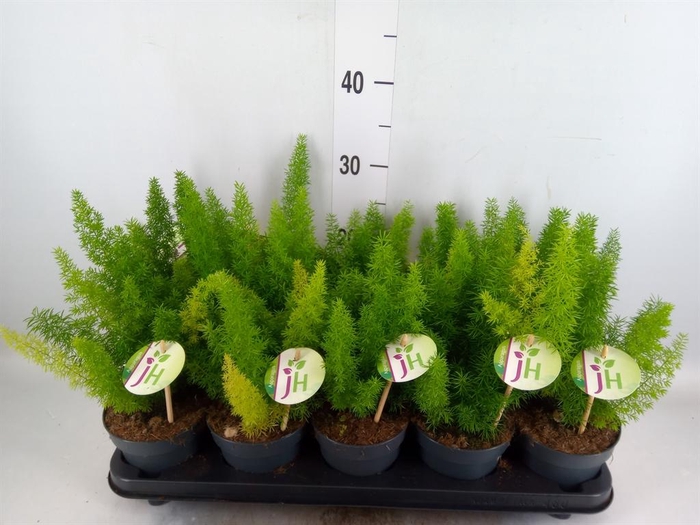 <h4>Asparagus dens. 'Meyers'</h4>