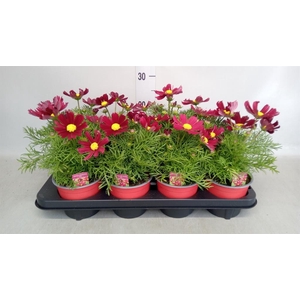 Cosmos bipinnatus 'Casanova Red'
