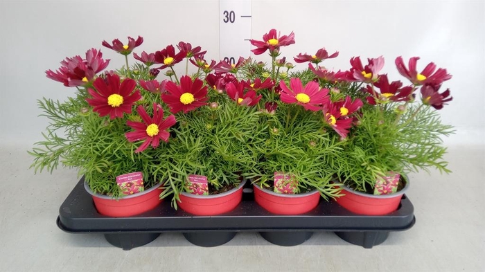 <h4>Cosmos bipinnatus 'Casanova Red'</h4>