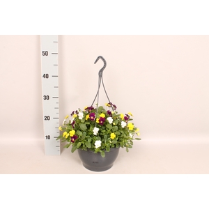 Hangpot 23 cm Viola cornuta White, Yellow, Purple