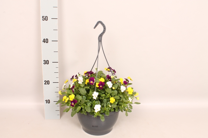 <h4>Hangpot 23 cm Viola cornuta White, Yellow, Purple</h4>