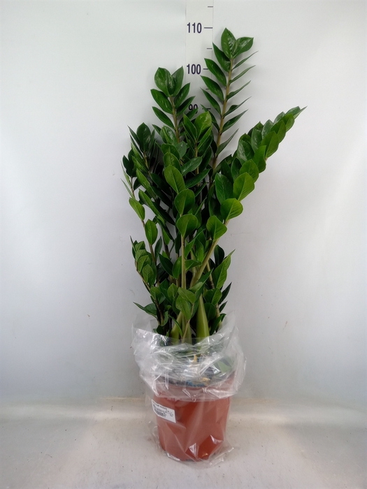 <h4>Zamioculcas zamiifolia</h4>