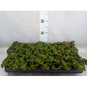 Fittonia   ...