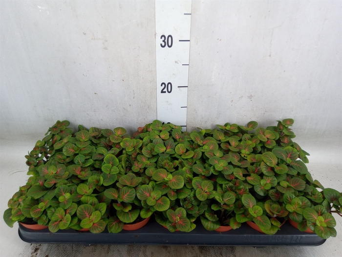 <h4>Fittonia   ...</h4>