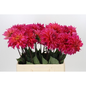 Dahlia Pink Punk