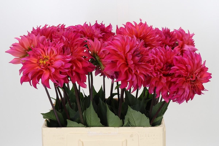 <h4>Dahlia Pink Punk</h4>
