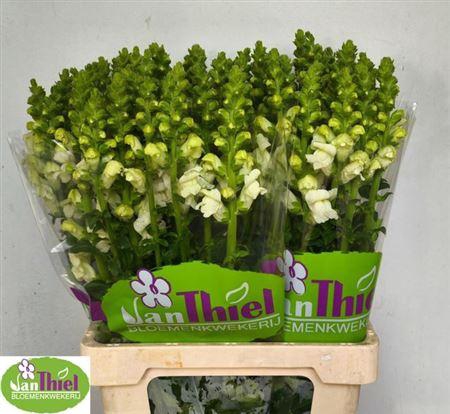 <h4>Antir Orl White Imp</h4>