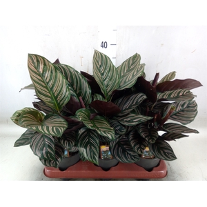 Calathea sanderiana