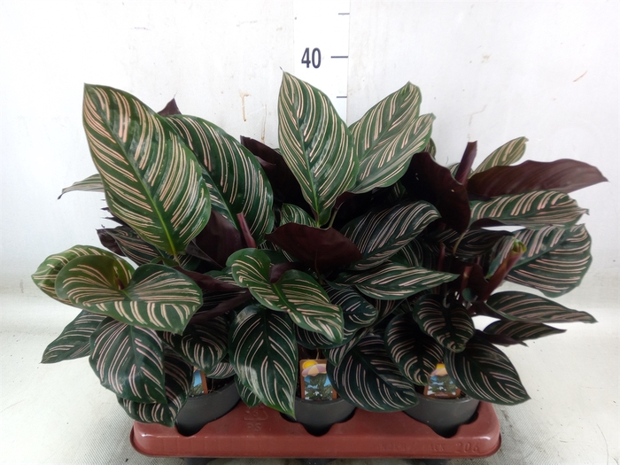 <h4>Calathea sanderiana</h4>