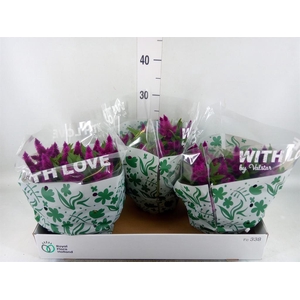 Celosia spic. 'Intenz'
