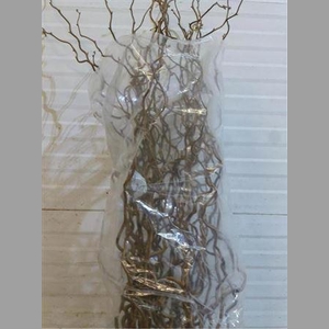Corylus Av Contorta