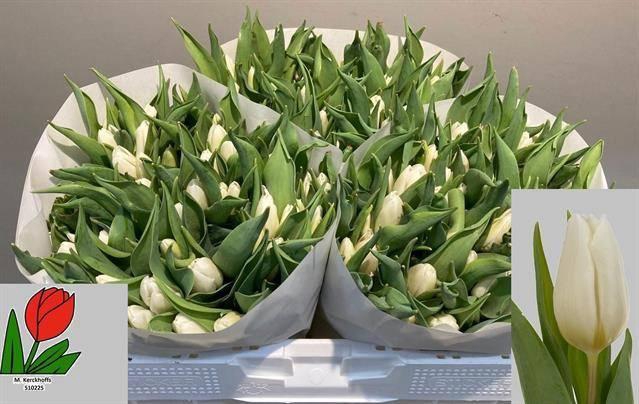 <h4>TU EN WHITE PRINCE</h4>