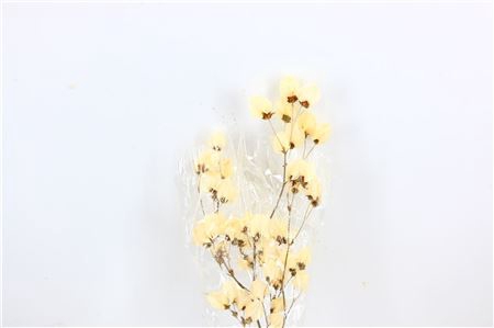 <h4>Dried Bougainvillea 55cm Bleached Bunch</h4>