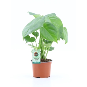 Monstera deliciosa
