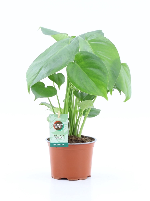 <h4>Monstera deliciosa</h4>