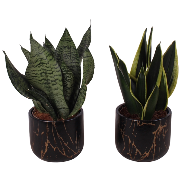 <h4>Sansevieria mix Ø12cm in Ø14cm Ceramic PL469</h4>