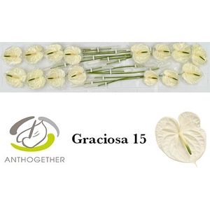 ANTH A GRACIOSA 15