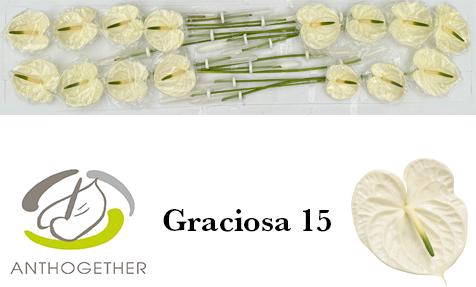 <h4>ANTH A GRACIOSA</h4>