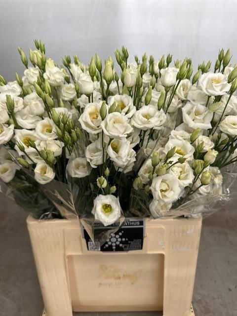 <h4>EUS G ROSI  WHITE</h4>