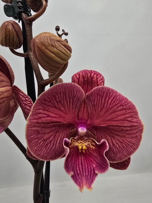 <h4>Limited 72 week 10</h4>