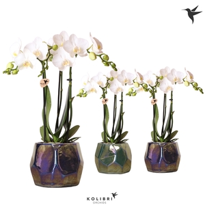 Kolibri Orchids Phalaenopsis white 3 spike mix in Pearl pot blue