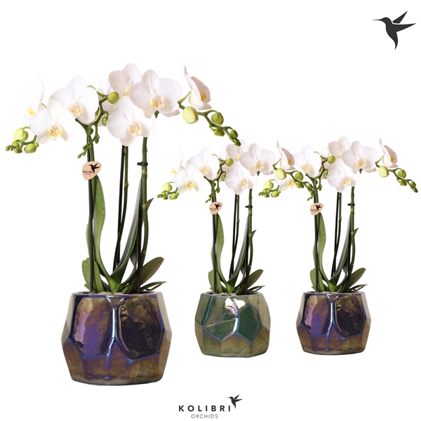 <h4>Kolibri Orchids Phalaenopsis white 3 spike mix in Pearl pot blue</h4>