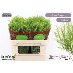 Lep Vi Green Dragon