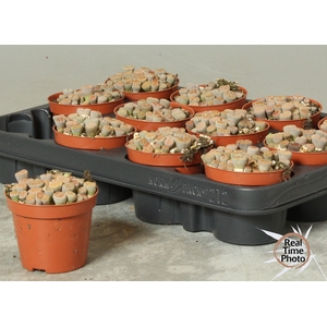 LITHOPS