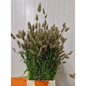 Lagurus Ovatus P Bos