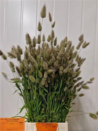 Lagurus Per Bos