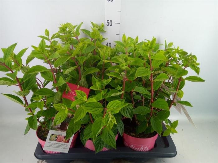 <h4>Hydrangea pan.</h4>