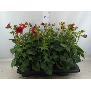 Dahlia  'Dahlinova Hypnot Red'