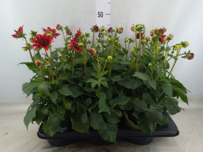 <h4>Dahlia  'Dahlinova Hypnot Red'</h4>