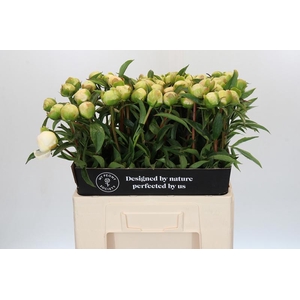 Paeonia Edens Temptation