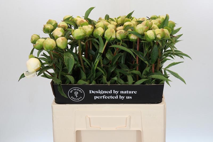 <h4>Paeonia Edens Temptation</h4>