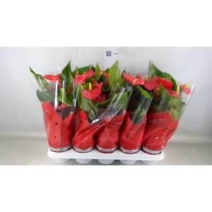 Anthurium andr. 'Esudo'