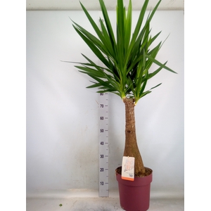 Yucca elephantipes   ...