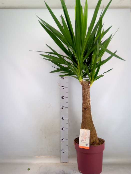 <h4>Yucca elephantipes   ...</h4>