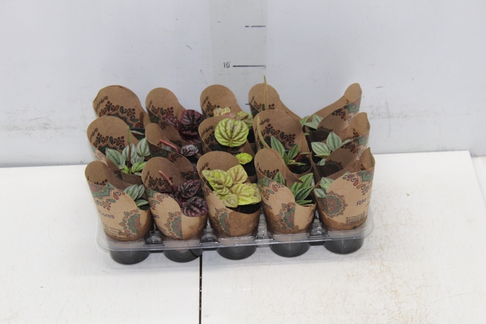 <h4>PEPEROMIA MINI P06 VARIADO</h4>